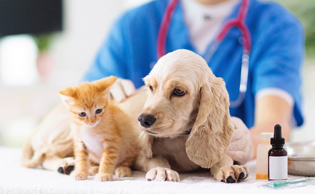 Esterilización de mascotas gratuita en Atahualpa