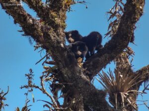 Festival del oso andino se realizará en Píllaro