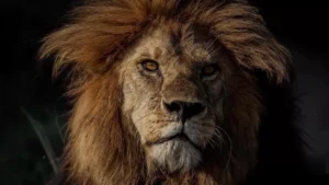 León rey del Serengeti, lugar que inspiró la película del Rey León, fue asesinado por sus rivales