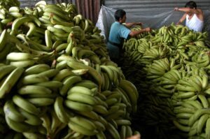 Las exportaciones de banano aumentan 6,01 % en el primer trimestre de 2023