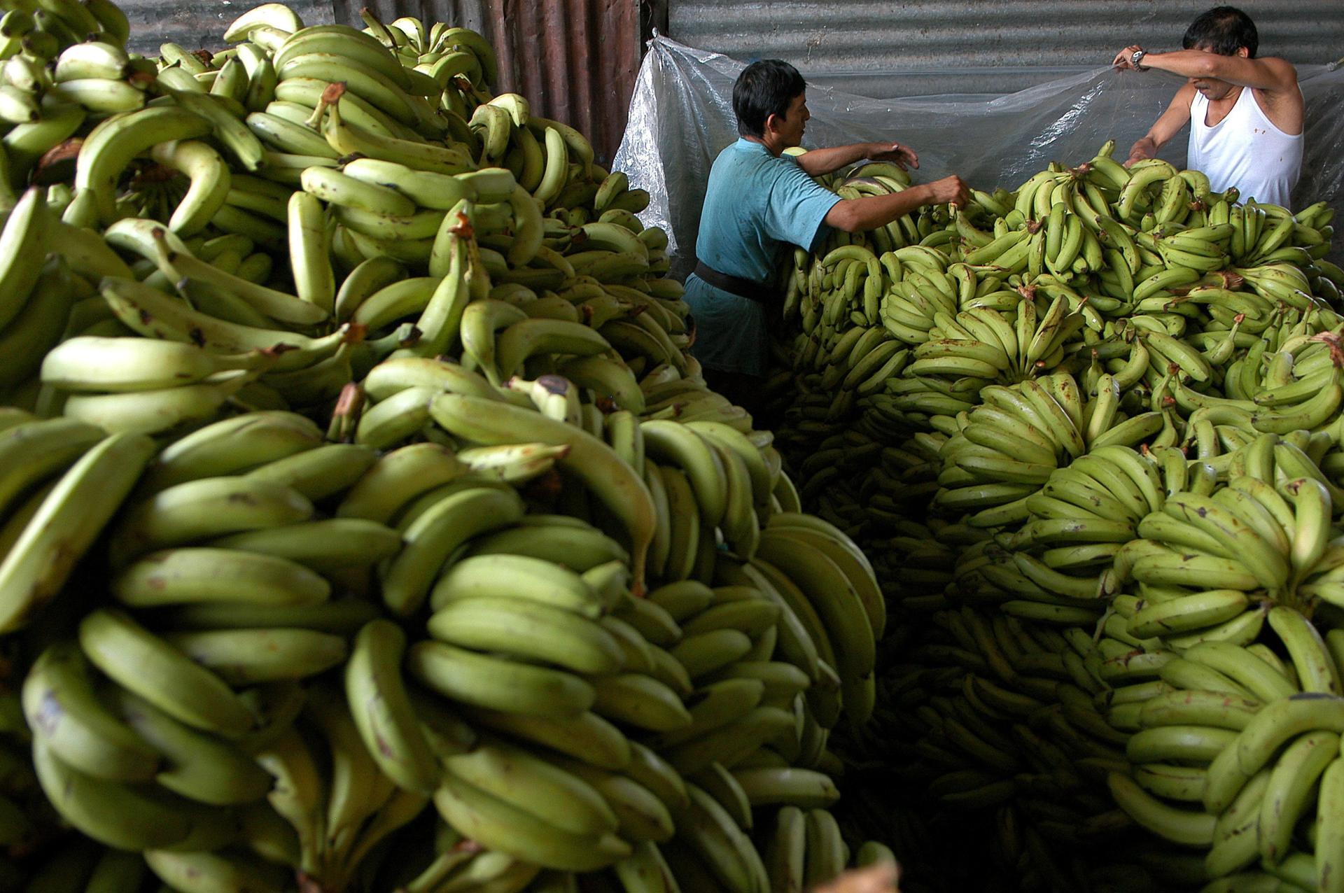 Banano Ecuador