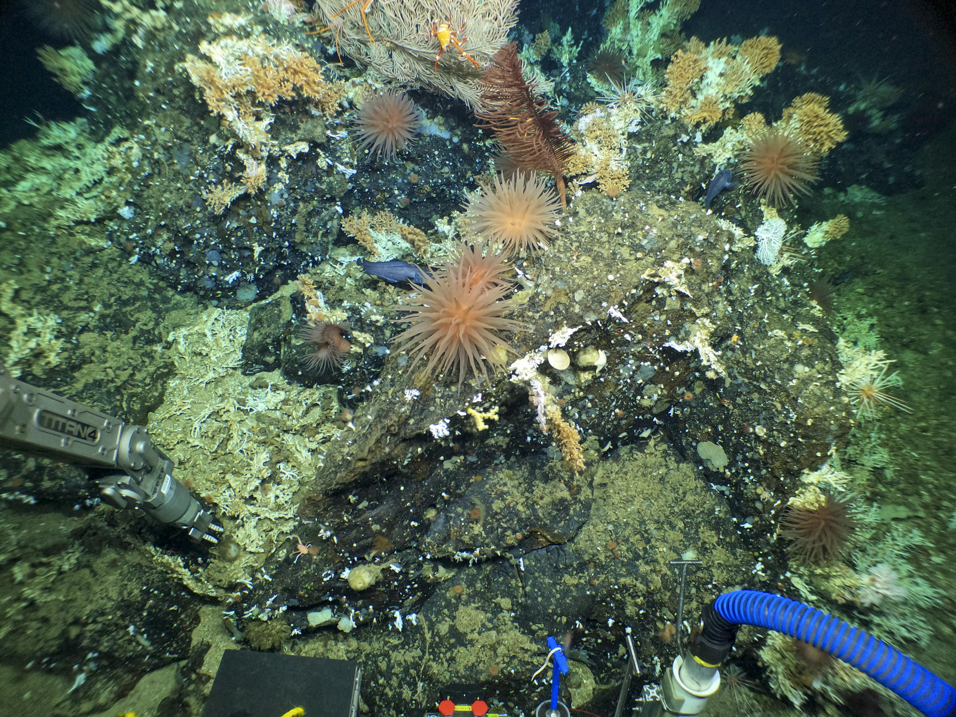 PIE: Tesoro. Imagen del arrecife de coral descubrimiento científico en Galápagos.