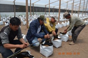 Arándanos, un cultivo que se fortalece en Chiquicha