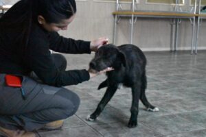 Cuatro días de esterilización para mascotas en Baños