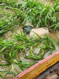 Aparece cuerpo en el río Viche del Cantón Quinindé