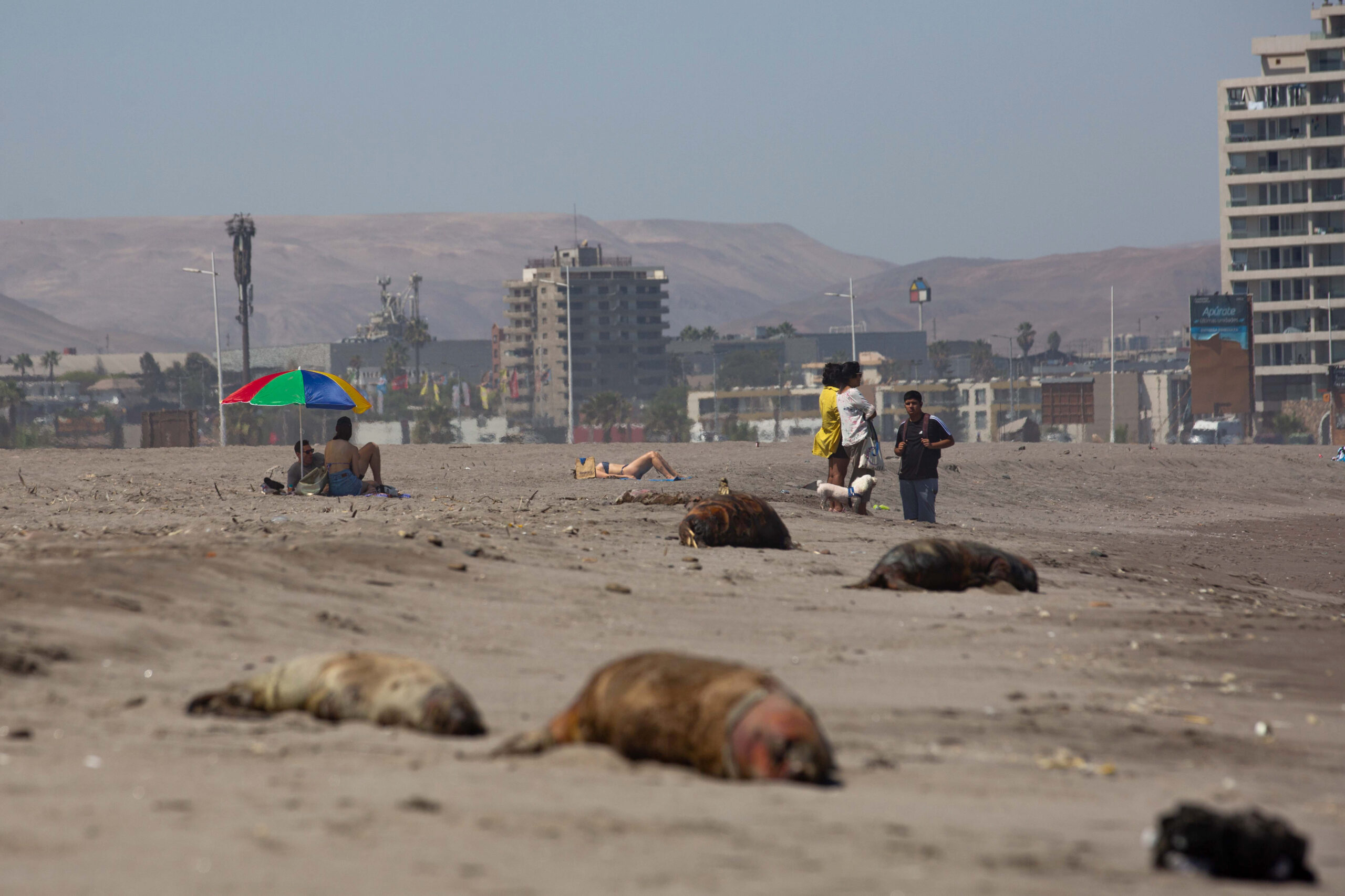 TRAGEDIA. Lobos marinos muertos en la playa La Liserilla, el 4 de abril de 2023, en Arica, región de Arica y Parinacota (Chile).