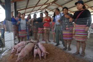 Cría de cerdos beneficia a las mujeres Tsáchila