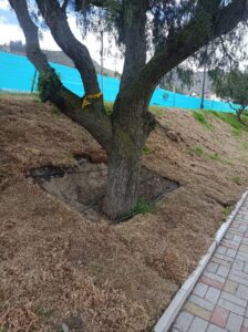 Mangueras para riego de áreas verdes en parques de Ambato están destruidas