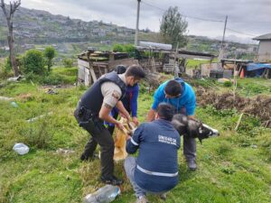 Mujer que ahorcó y mató un perro, en Quito, podría ir a la cárcel ¿por cuánto tiempo?