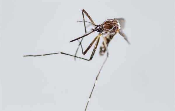 VECTOR. El Aedes Aegypti es el responsable de la transmisión de dengue y chikunguña. EFE
