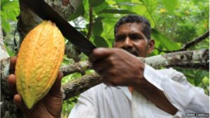 ‘Oro negro’: Esmeraldas la Tierra del cacao