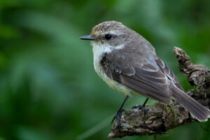 Aumenta la población de  pájaros brujo en Galápagos
