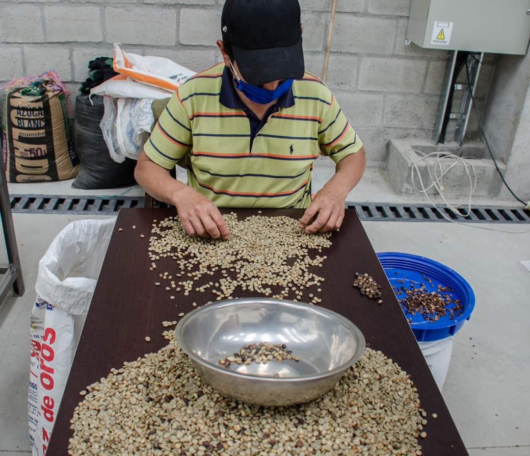 Café lojano apetecido en el país y el mundo entero, pero su costo es bajo