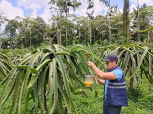 Pitahaya: Nuevo tesoro agrícola