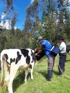 Agrocalidad pretende vacunar a  195 mil bovinos en la provincia