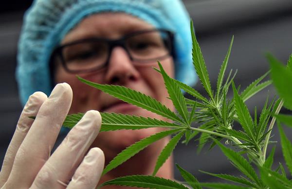 Producción. Una trabajadora revisa un cultivo de cannabis medicinal en Dagua (Colombia). EFE