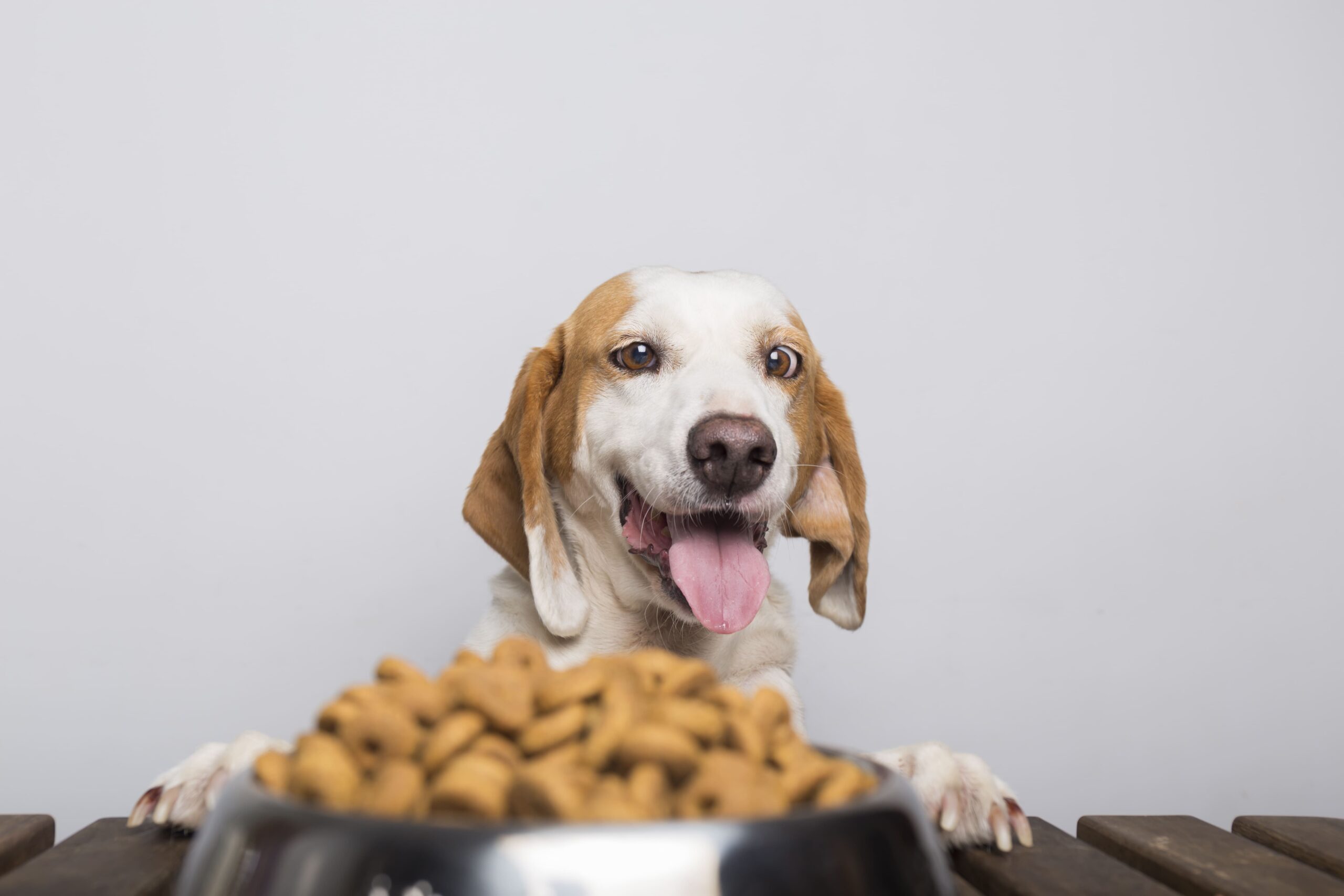 Gastos en mascotas se podrían deducir para pagar menos impuestos
