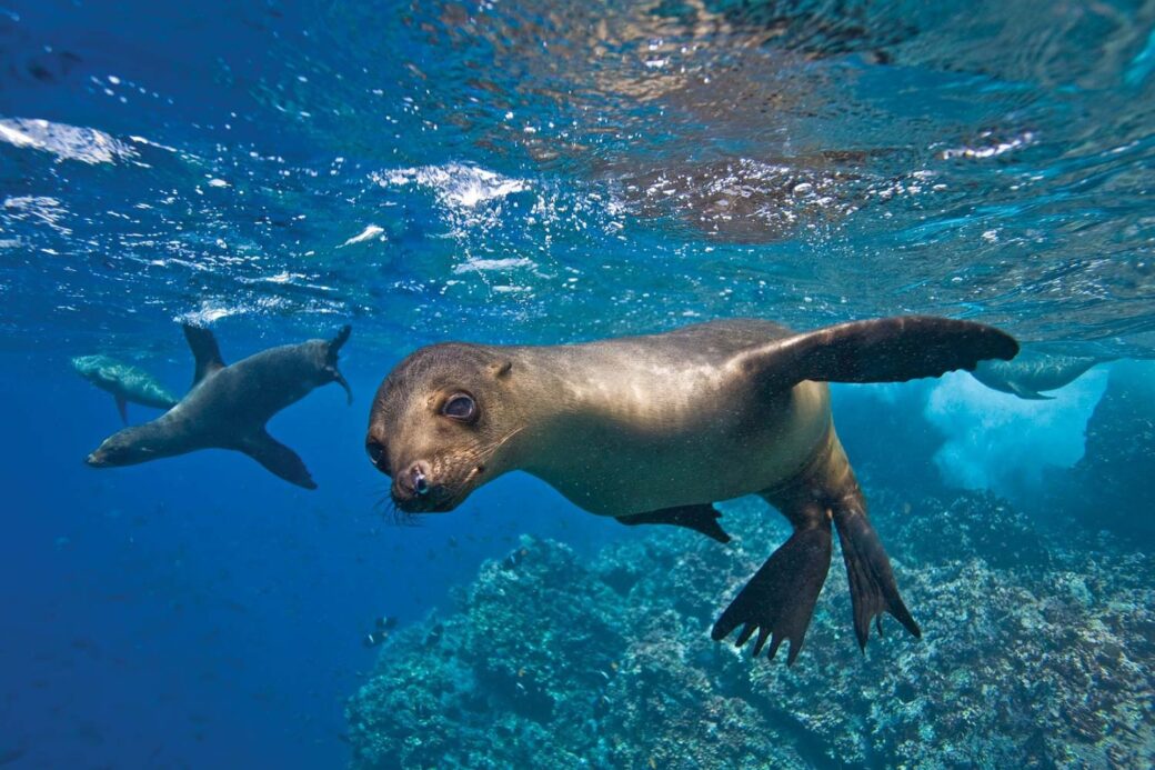 ¿Por qué Ecuador ha sido noticia mundial por el mayor canje de deuda por naturaleza para proteger las islas Galápagos?