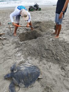 Pescadores atentan contra tortugas marinas