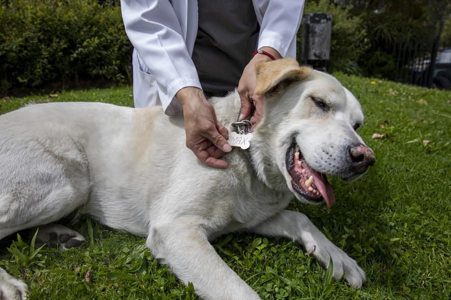 Fuente: Unidad de Bienestar Animal del Municipio de Quito.