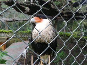 Zoológico seguirá como Centro de Rescate para animales liberados