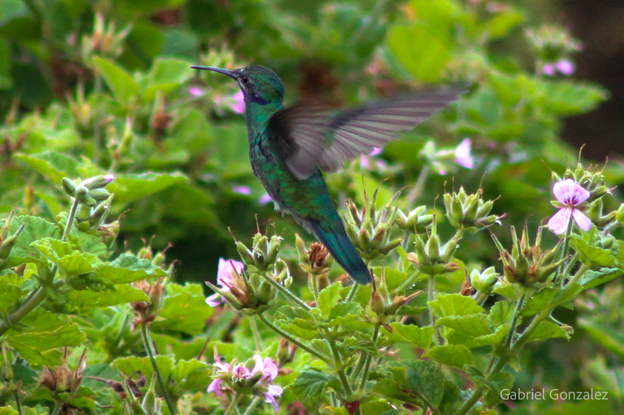 Colibrí Quito