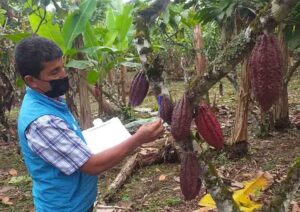 Sector agrícola y ganadero se preparan para la llegada de ‘El Niño’