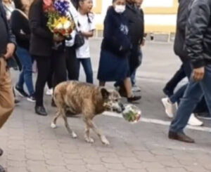 El conmovedor video de un perrita que despidió a su dueño llevando flores a su funeral