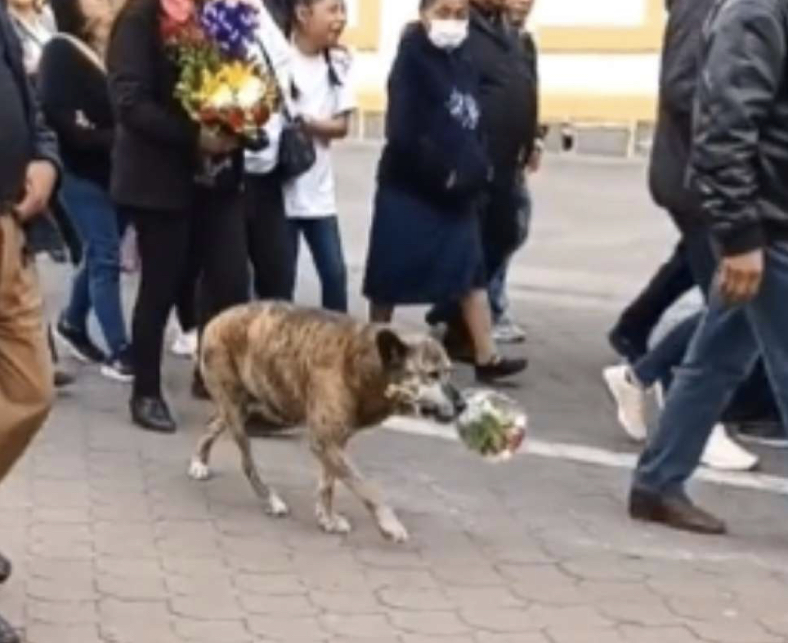 El conmovedor video de un perrita que despidió a su dueño llevando flores a  su funeral – Diario La Hora