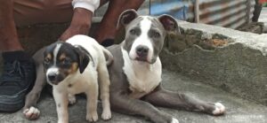 Denuncias de maltrato animal se dan a diario en Quito