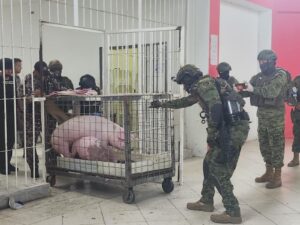 Cerdos y gallos de pelea se decomisaron en la cárcel de Santo Domingo