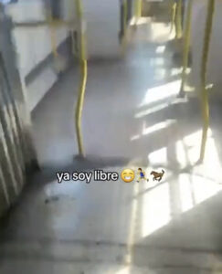 Un chica se quedó dormida en la Ecovía y se despertó sola, dentro de una unidad, y ahora es viral