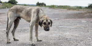 Crece maltrato animal, diariamente se registran cerca de cinco casos diarios