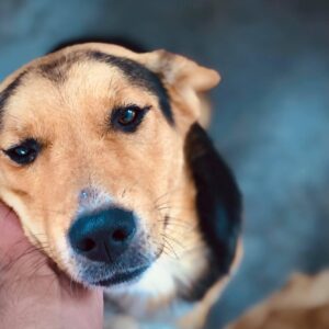 Un fin de semana dedicado a las mascotas en Ibarra