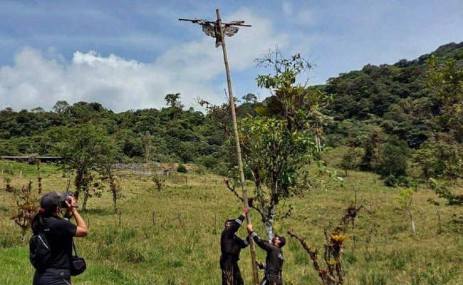Un hombre fue sentenciado por crucificar a un águila andina