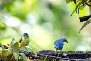 Ecuador tiene más de 1.700 especies de aves