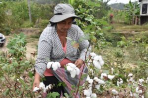 Rendimiento de la producción de algodón aumenta 26% en Ecuador