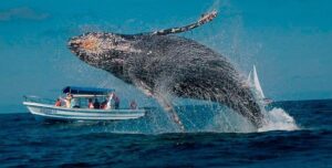 Avistamiento de ballenas jorobadas en Esmeraldas