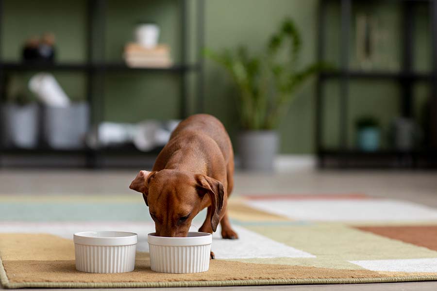Los alimentos prohibidos pueden dañar gravemente la salud de las mascotas.