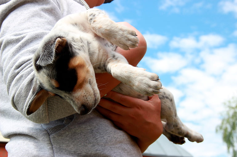 Un hombre apuñaló y le rompió la mandíbula a un perro en el norte de Quito