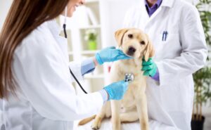 Los servicios veterinarios están gravados con 12% del IVA desde 2007, según el SRI