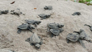 A cuidar los nidos de las tortugas Golfinas