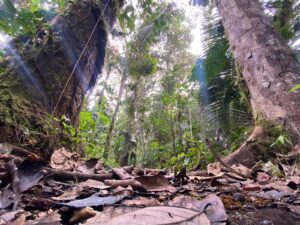 Pobreza, tala y polución, los motivos del «No» a vetar minería en el Chocó Andino de Quito