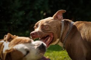 Ambato: niña es brutalmente atacada por un pit bull