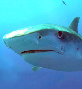 Hay responsabilidad humana cuando un tiburón muerde a una persona