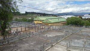 Cada vez menos ganado se faena en el Camal Municipal de Ambato