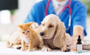 Campaña de esterilización de mascotas llega a San Fernando