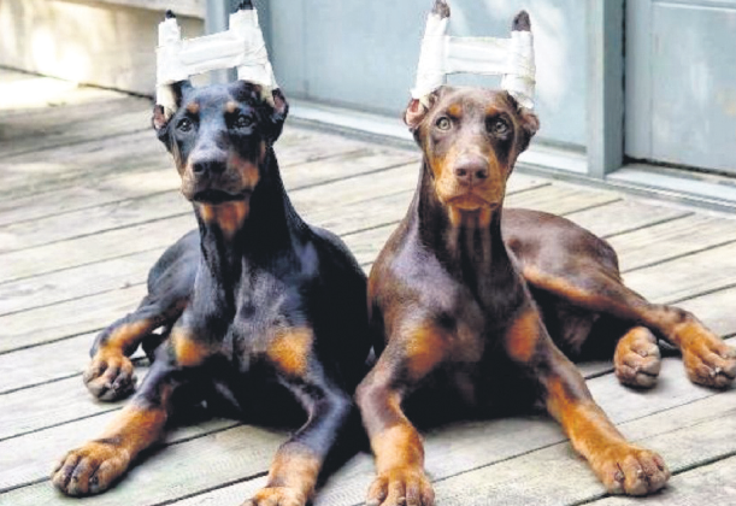 Cortarle las orejas al perro es una práctica común en razas de perros como rottweiler y pitbull.