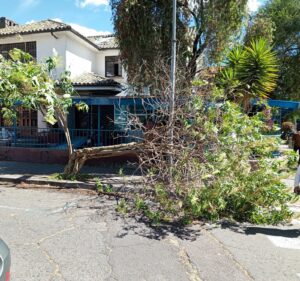Vientos huracanados provocan caída de árboles, techos y fallas eléctricas