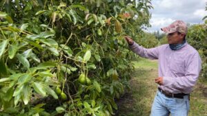 11.000 personas de la cadena productiva del aguacate se beneficiarán del inicio de exportaciones a Estados Unidos